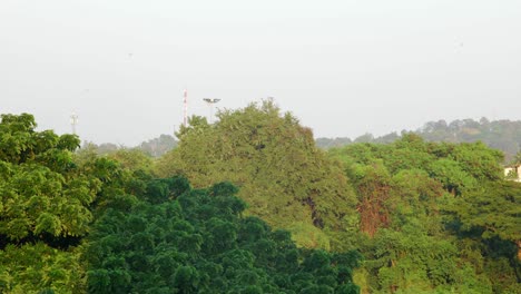 Jungle-and-urban-view-during-sunset-in-Asia