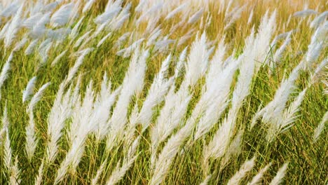 wild sugarcane kashful white flower blowing in the wind in bangladesh or india - close up shot