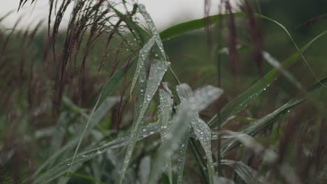 Los-Pastos-Verdes-Naturales-Del-Bosque-Mojados-Con-Gotas-De-Lluvia-Matutina-Se-Cierran-Estáticos