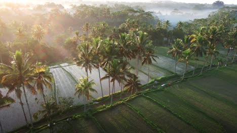 Sunrise-shot-of-the-road-with-palm-trees-surrounded-by-green-rice-fields-with-tropical-misty-jungles-at-background-during-sunrise-in-Bali,-Indonesia