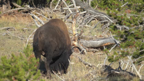 bull bison in yellowstone national park wyoming usa