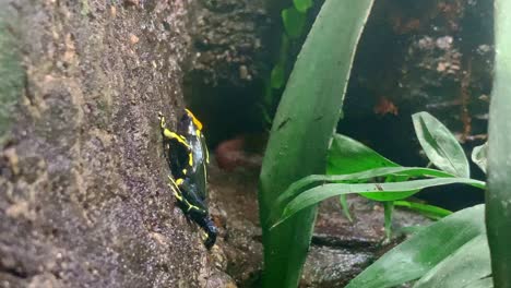 small yellow poison dart frog climbing a verticle wall