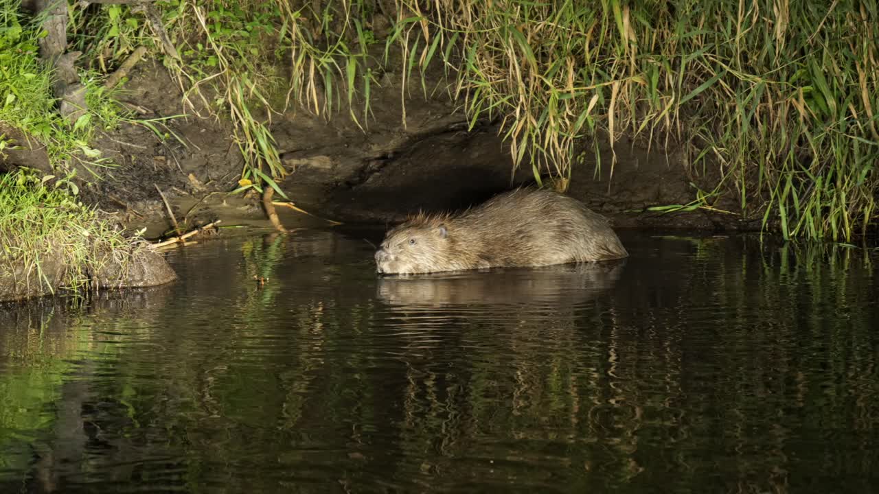 Close up on European beaver in river at Biebrza National Park, Poland at night