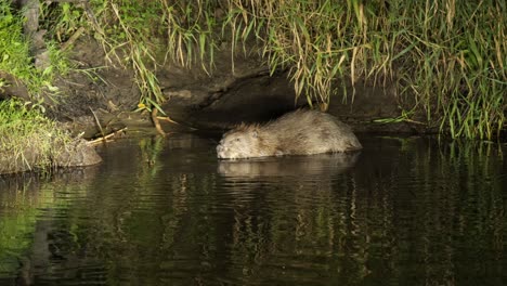 close up on european beaver in river at biebrza national park, poland at night