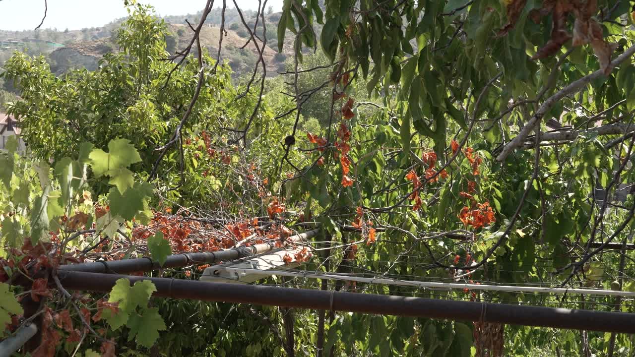 Amidst a flourishing garden, blossoms burst with vivid reds and greens, weaving a tapestry of life and color. A perfect day unfolds under the warm sun, inviting peace and reflection