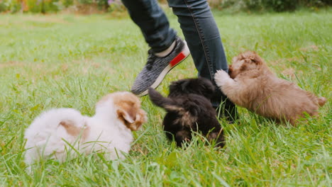 puppies chase owner's feet