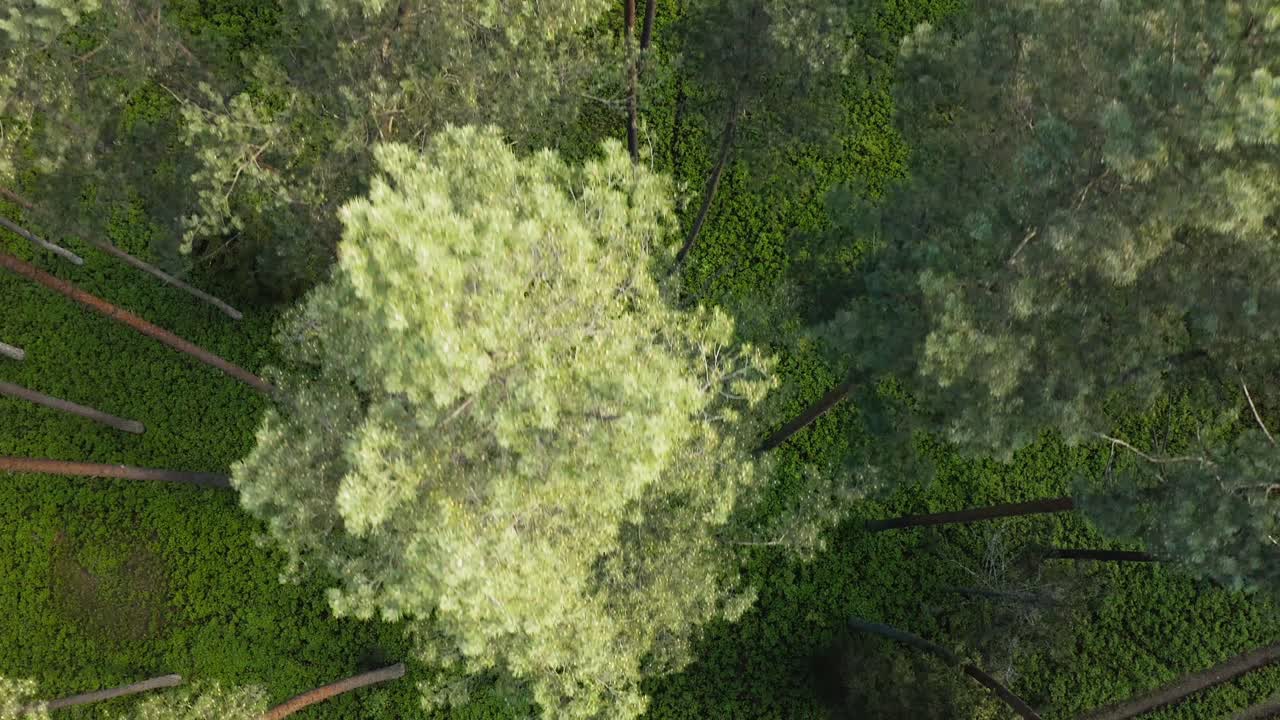 Flying Above Beautiful Pine Forest With Tall Trees - aerial top down