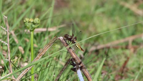 libélula en el nuevo bosque