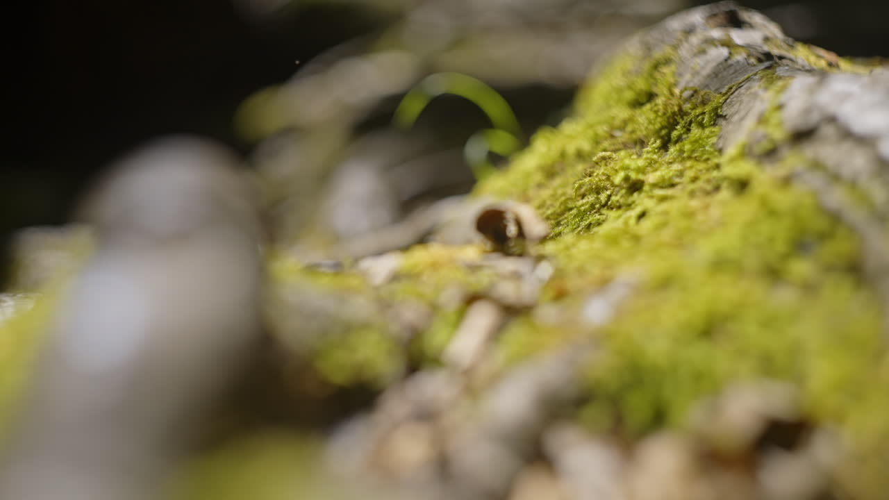 Mossy Tree Roots in the Forest