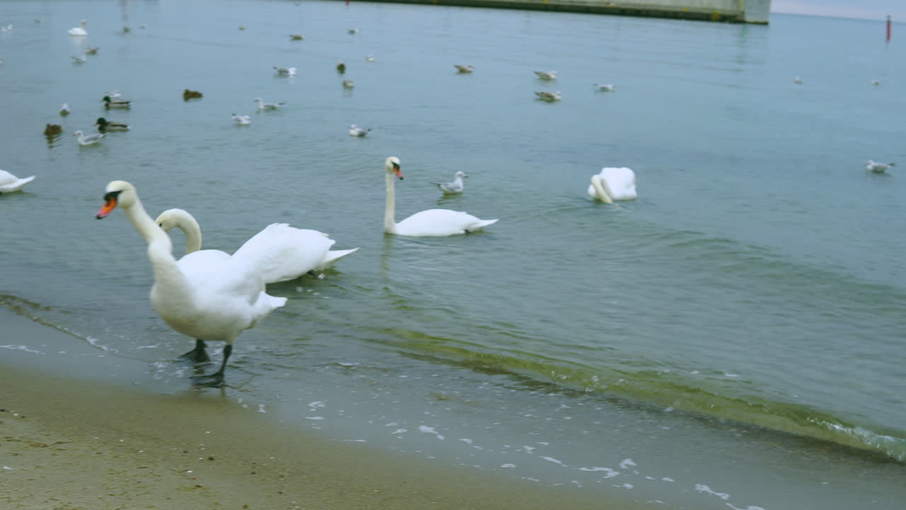 Swans come out of the sea and stand on the sea shore, a sandy beach around and a calm sea