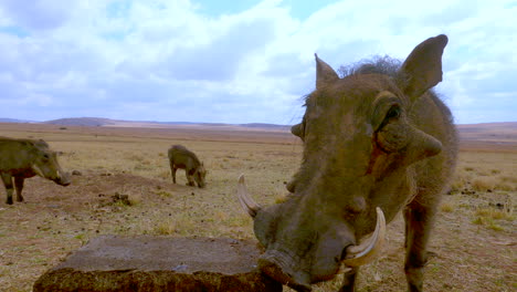 closeup view of common warthog phacochoerus africanus munching on lick block