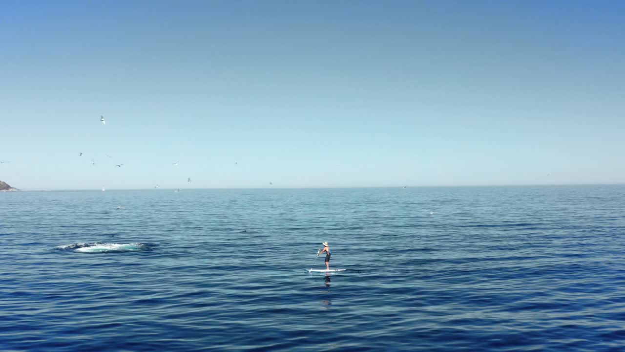 Man paddling on SUP encounters whale breaching. Wildlife encounter in open ocean. Active, fitness and outdoor adventure concept.