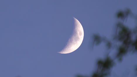 dramatic waxing crescent moon phase in evening sky with tree branch in wind