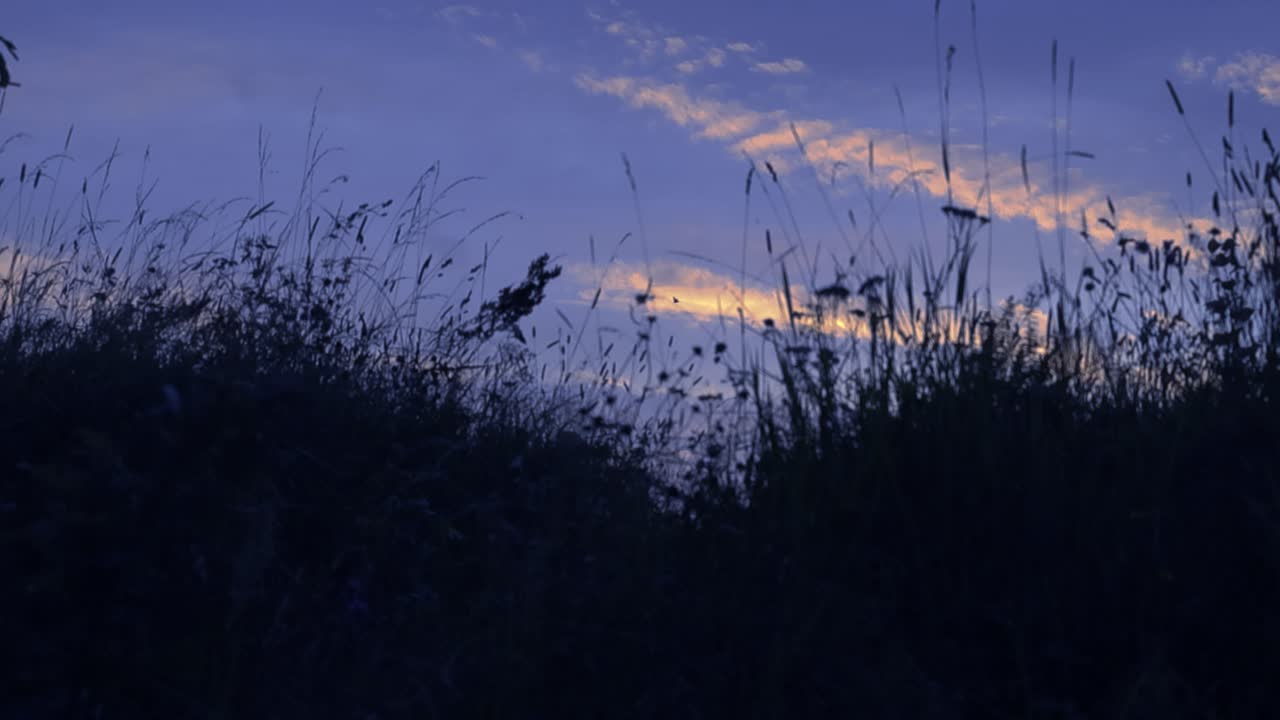 cielo azul de la tarde con nubes vistas a través de la hierba alta y plantas con flores que forman una silueta mientras se mueven en cámara lenta durante el tiempo de verano mientras el sol se pone o se pone