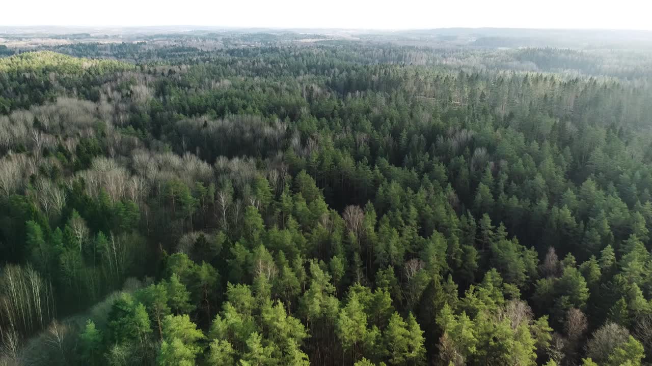 Foresta di conifere lituana all'inizio dell'inverno mentre il drone vola all'indietro