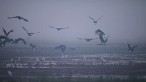 flock of black storks flying