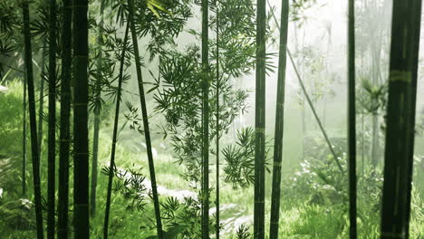 Fresh-nature-and-Greeny-tropical-bamboo-forest