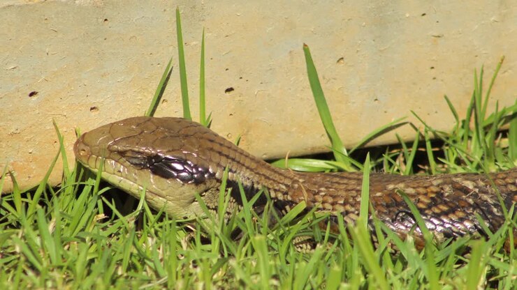 Blue Tongue Lizard Close Up Blinking Going To Sleep Sitting By Fence In Garden