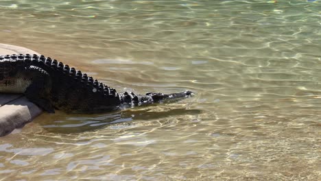 cocodrilo moviéndose de la tierra al agua