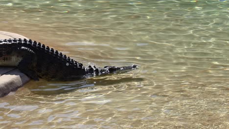 crocodile moving from land into water