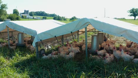 chickens and turkeys outside in cages with white protective canopy tent