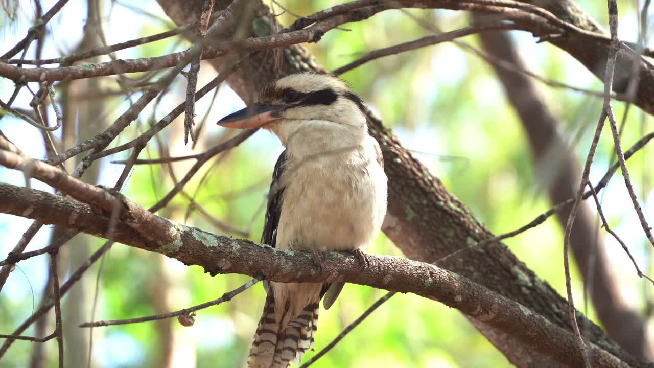 primer plano de una especie de ave nativa australiana, riendo kookaburra, dacelo novaeguineae visto posado todavía en la rama de un árbol en la naturaleza
