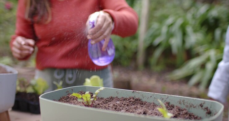 Donna afroamericana che preme uno spruzzino viola, nebulizzando le piantine su un tavolo in giardino per la cura delle piante