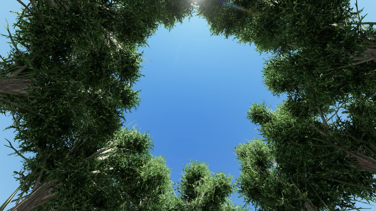 Looking up the trees towards the sun, with twisting camera movement