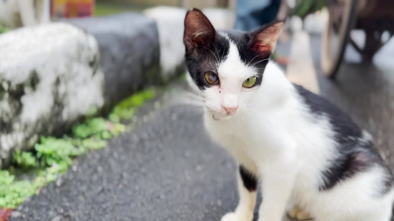 gato macho callejero castrado con cataratas en un ojo