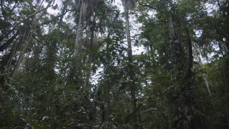 establishers of high trees in amazon rainforest