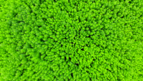 top view of bright green weed plants at the plantation in galicia, spain - aerial drone