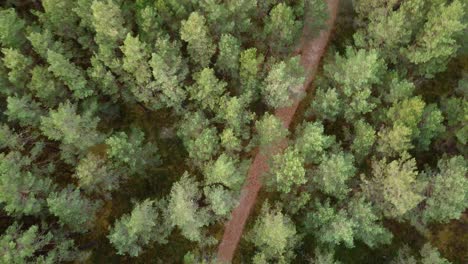 Sendero-Para-Caminar-En-Los-Bosques-Letones-En-Otoño