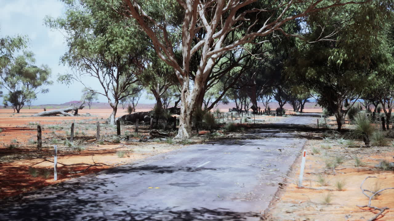 나무 를 가로지르는 사막 도로