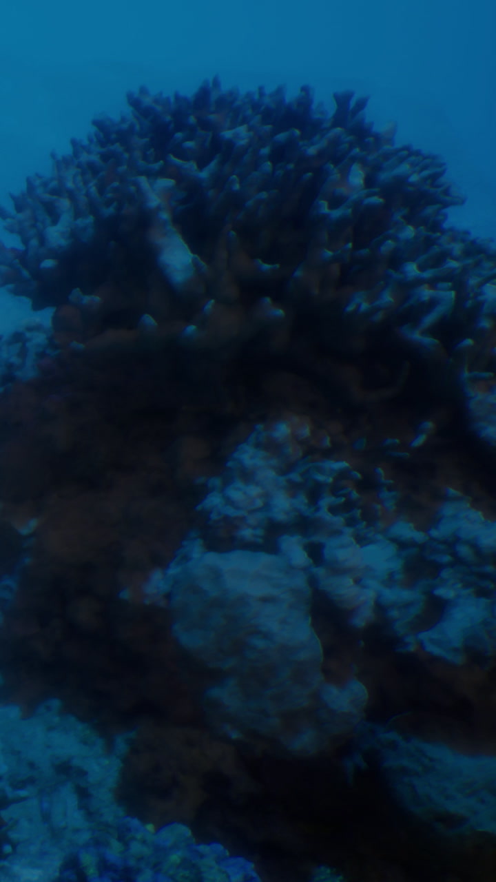 Coral formation underwater with marine life near a tropical island