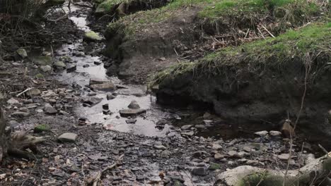 a small stream of water running through woodland on english farmland in lancashire