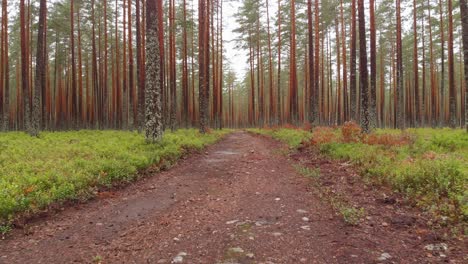 narrow road through an enchanted woodland forest, moving dolly shot