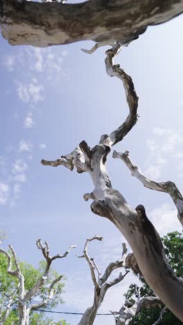 old tree without leaves against blue sky, low angle view