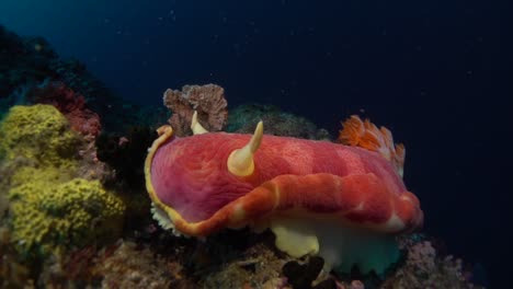 Große-Nacktschnecke-Der-Spanischen-Tänzerin-In-Voller-Sicht,-Nah-An-Der-Kamera-Auf-Einem-Korallenriff-Mit-Dunkelblauem-Ozean-Als-Hintergrund