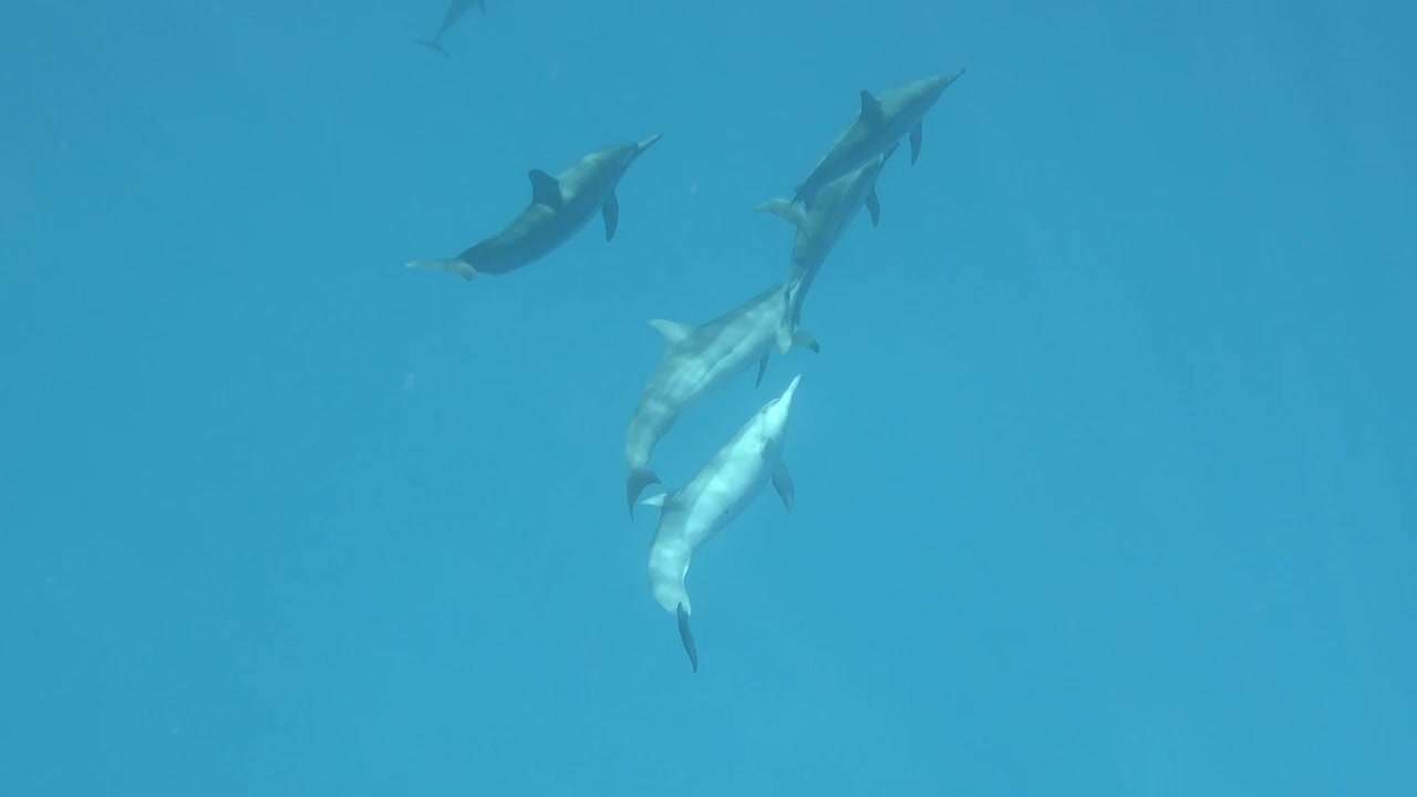 Un branco di delfini scivola con grazia attraverso le acque scintillanti - Ripresa subacquea