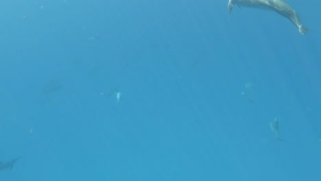 A-Pod-of-Dolphins-Gracefully-Glides-Through-the-Glistening-Waters---Underwater-Shot