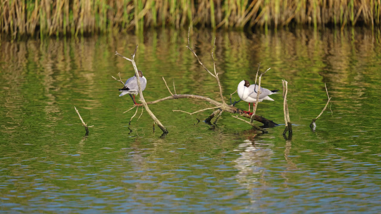 Two gulls sitting peacefully on a submerged tree branch on a salt marsh lake, bathed in end of day sunlight