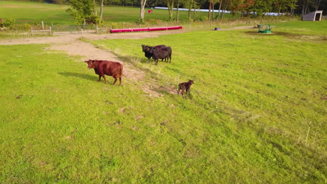 Luftaufnahme-Von-Kühen-Und-Einem-Kalb-Auf-Einem-Bauernhoffeld