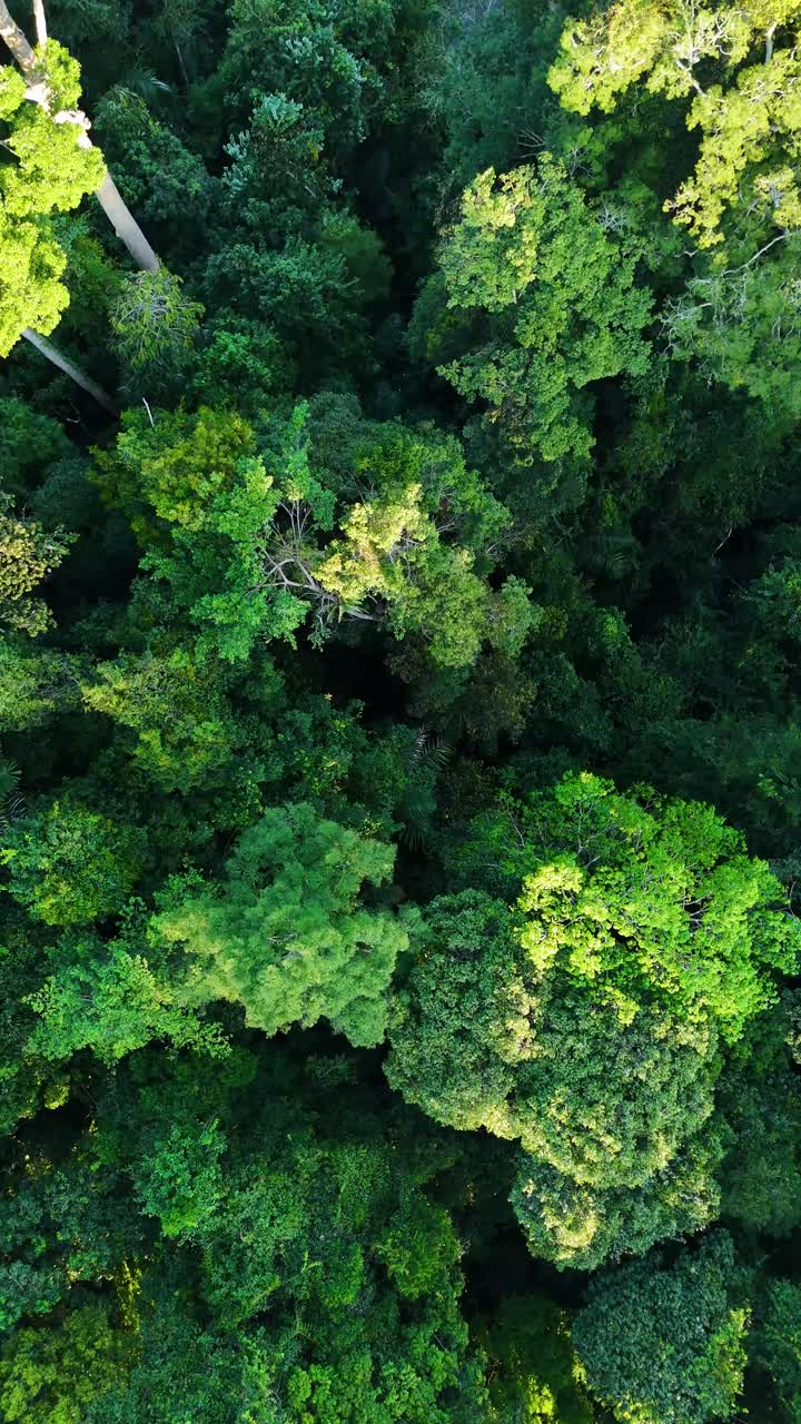 Vertical top-down aerial shot of dense tropical rainforest canopy in Malaysia’s Taman Negara National Park, showcasing rich biodiversity and vibrant tree textures.