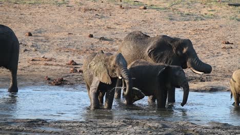 wide shot of a small herd of african elephants drinking while standing in a waterhole in kruger national park