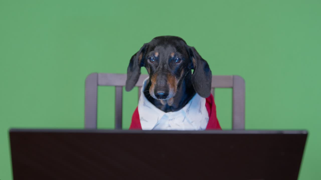 Dachshund dog in white shirt and vest has fun with contemporary laptop sitting at table ON green chromakey background closeup