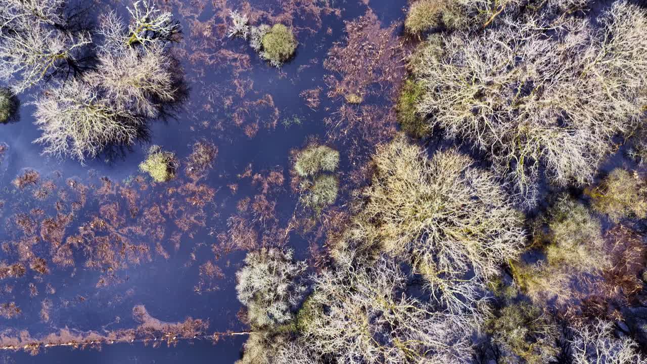 Luftfoto fra oven af oversvømmede træer i Briere Regionale Naturpark.