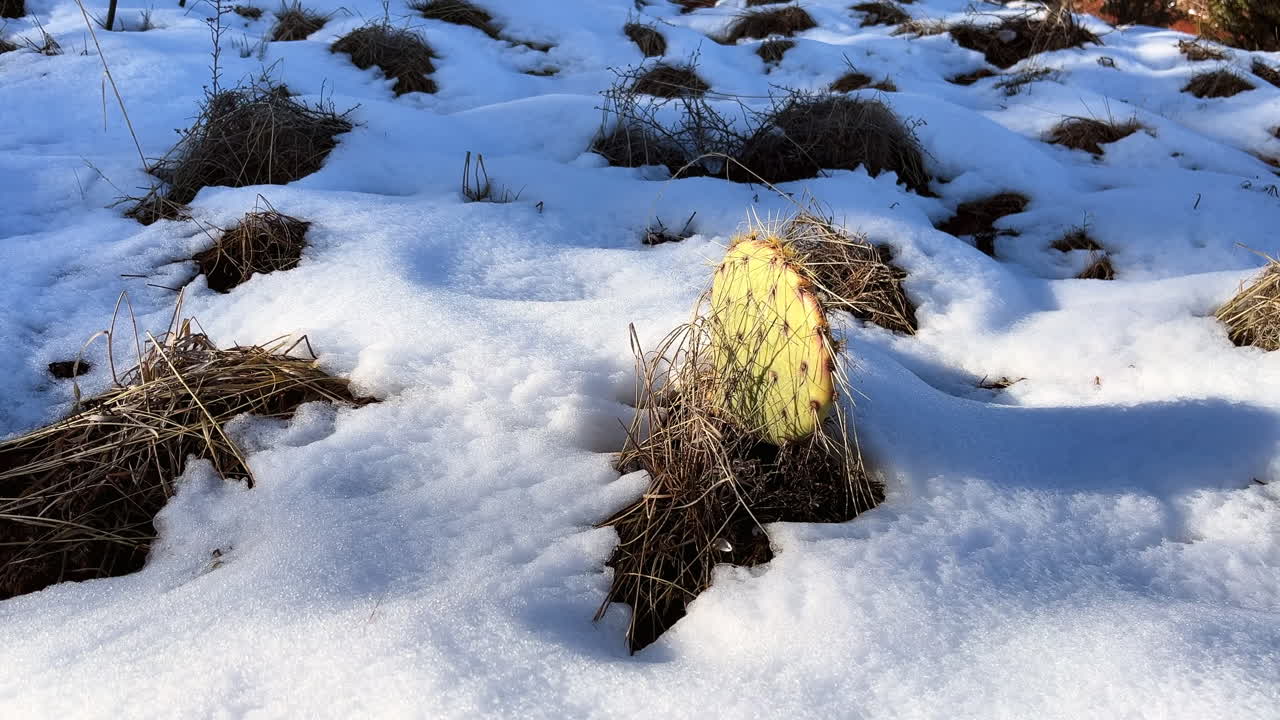 Frozen Ground With Cactus In Sedona Hiking Trails, Arizona, United States
