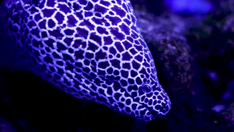 spotted moray eel in aquarium