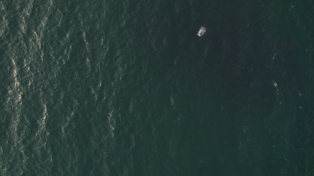 바다 에서 시 하는 바다 새 들