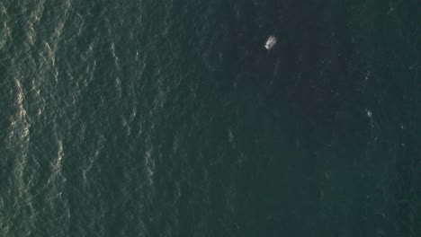 Aerial-view-sea-birds-fishing-in-the-sea